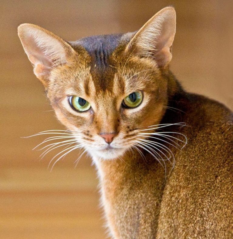 Abyssinian Cat Breed: Characteristics, Temperament, Cat Care