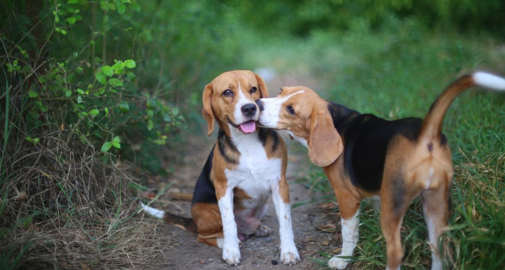 beagles-dog-history-characteristics-basic-health-problems