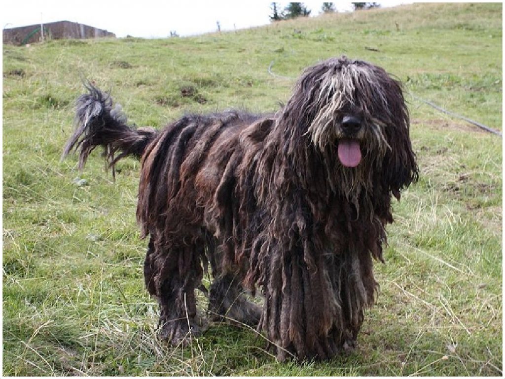 Bergamasco Dog Breed (Information, History & Characterstics)