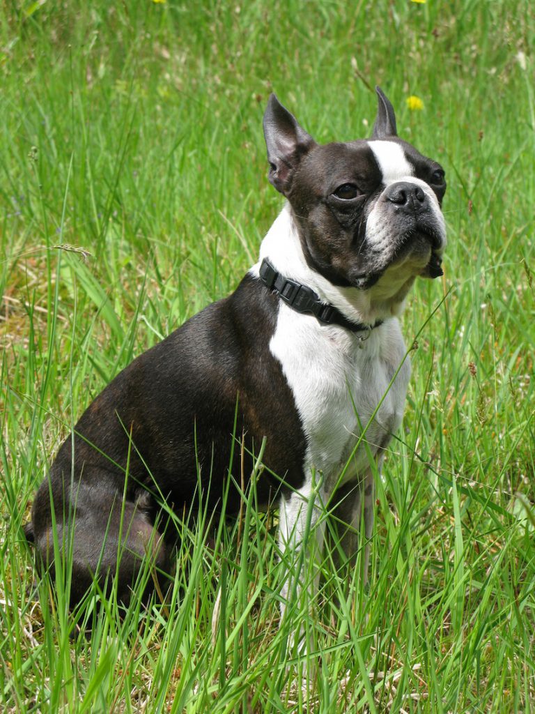 Boston Terrier Dog Breed | History, Temperament, Basic health