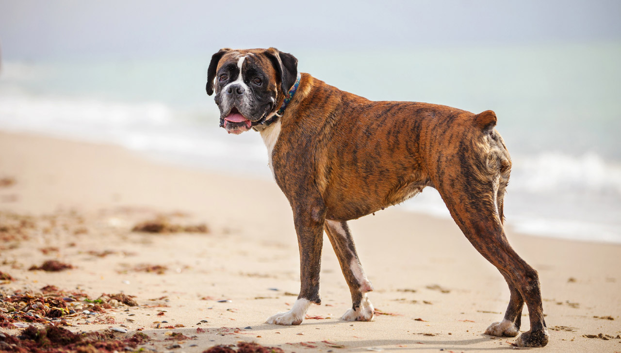 boxer dog breed of