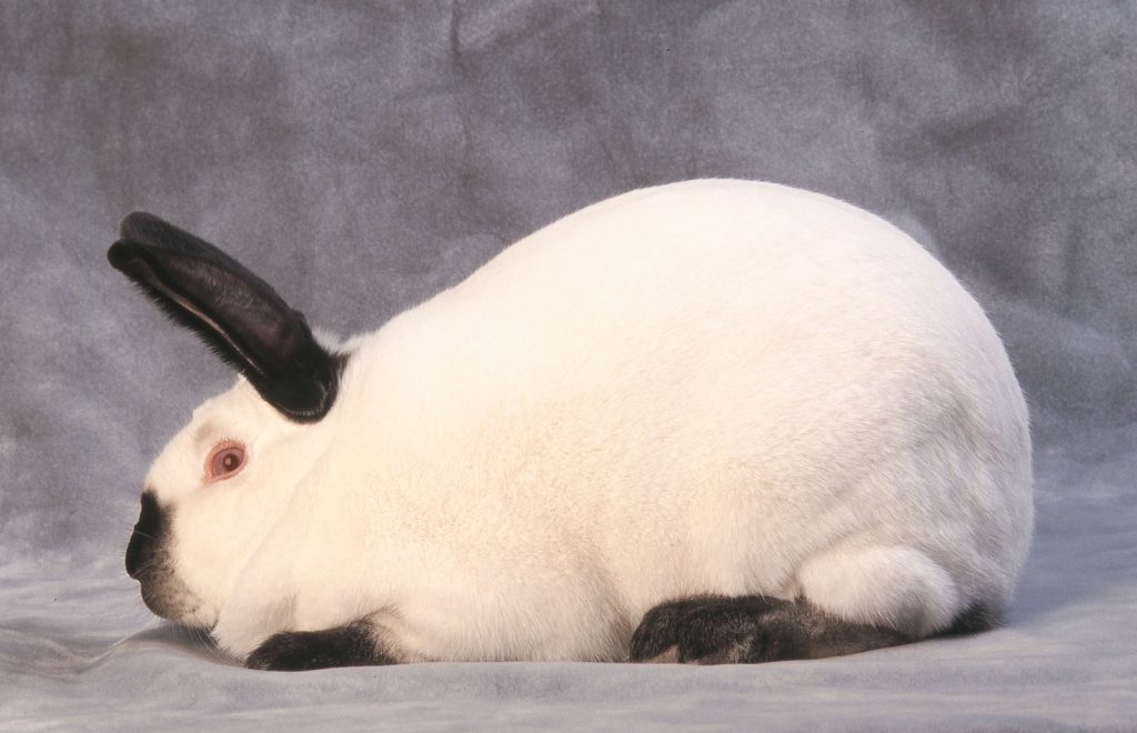 Best 10 Type Of Rabbits Popular Rabbit Breeds