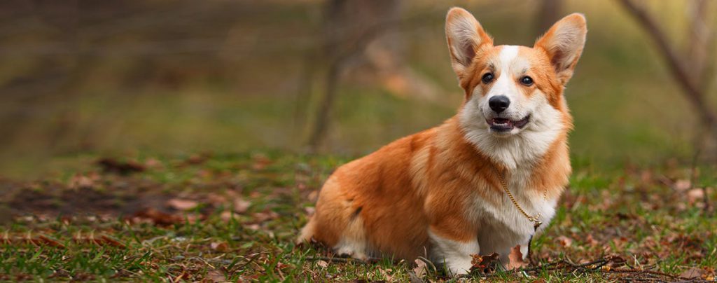 Cardigan Welsh Corgi Dog Breed Best Information & Pictures