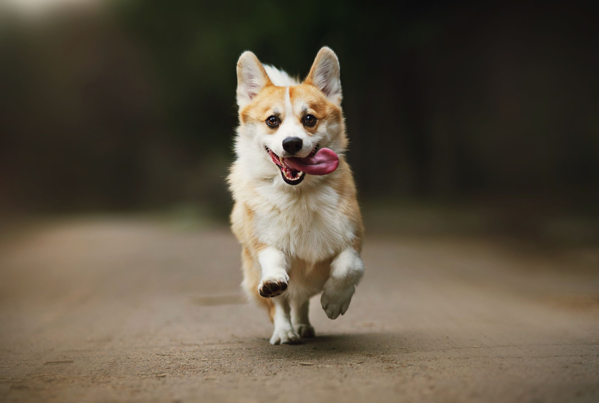 3dRose LLC Pembroke Welsh Corgi 8 By 8-Inch Iron On Heat Transfer For...