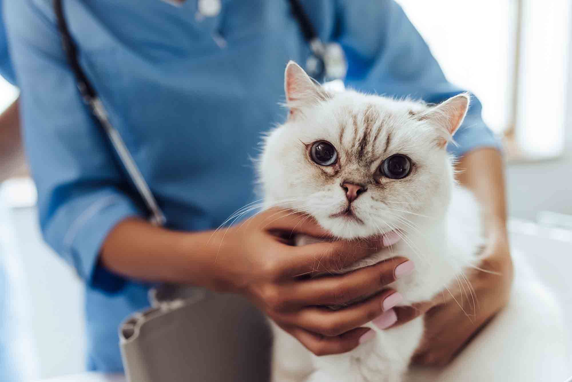 Cardiomyopathy in Cats