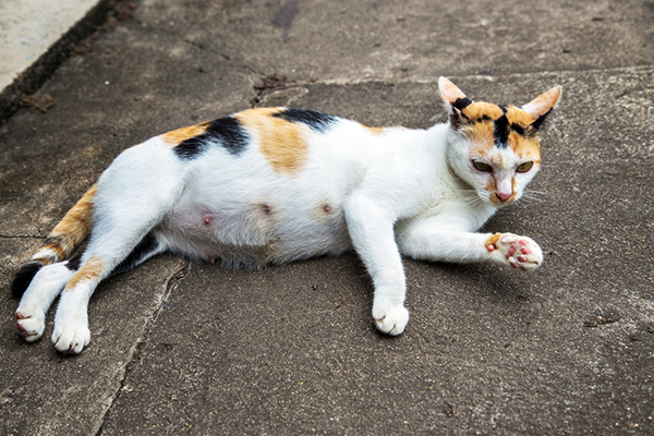 Know About Cat Breast Cancer & Prevention (Doctor's Guide)