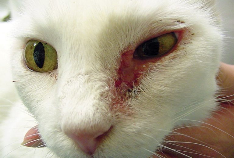 Cat Skin Diseases | Best Tips to Deal with Cat Skin Problems