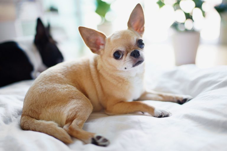 chihuahua-dog-breed-care-history-how-to-select-best-pet