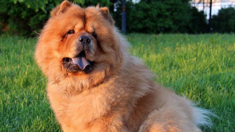 Chow Chow Dog Breed | History, Characteristics & Basic Health