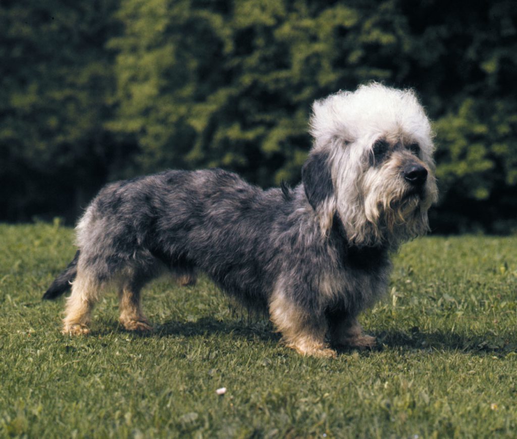 Dandie Dinmont Terrier Dog (History, Health Problems & More)