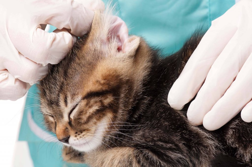 Cleaning Cat Ears Best 5 Steps To Clean Cats Ears