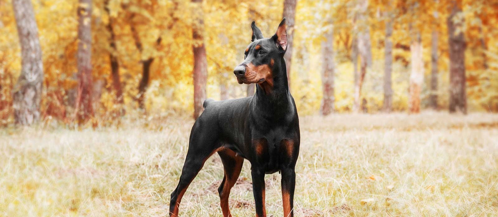 Best 5 Guard Dogs To Protect Your Home & Family