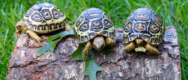 Leopard Tortoise Size, housing, food and light requirements