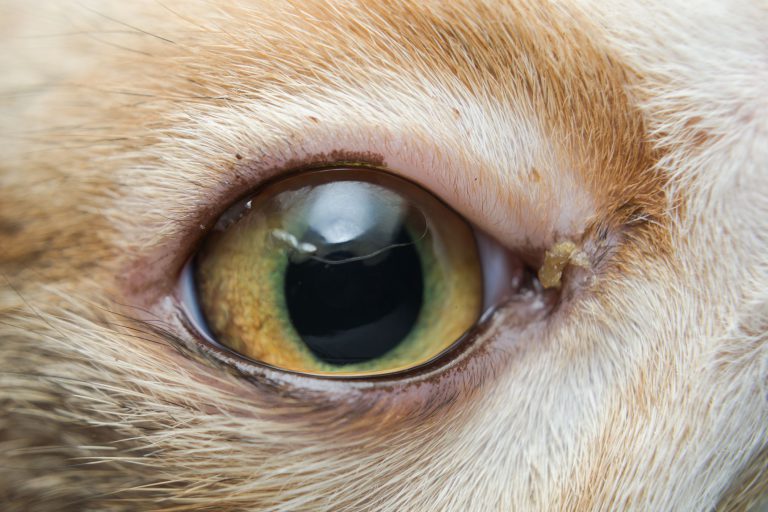 Cat Eye Problems - Eye Inflammation, Uveitis, Conjunctivitis