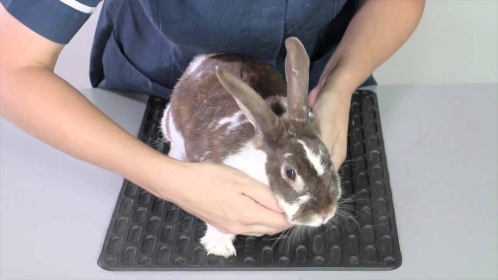 Rabbit Injuries How to Care for a Injured Rabbit