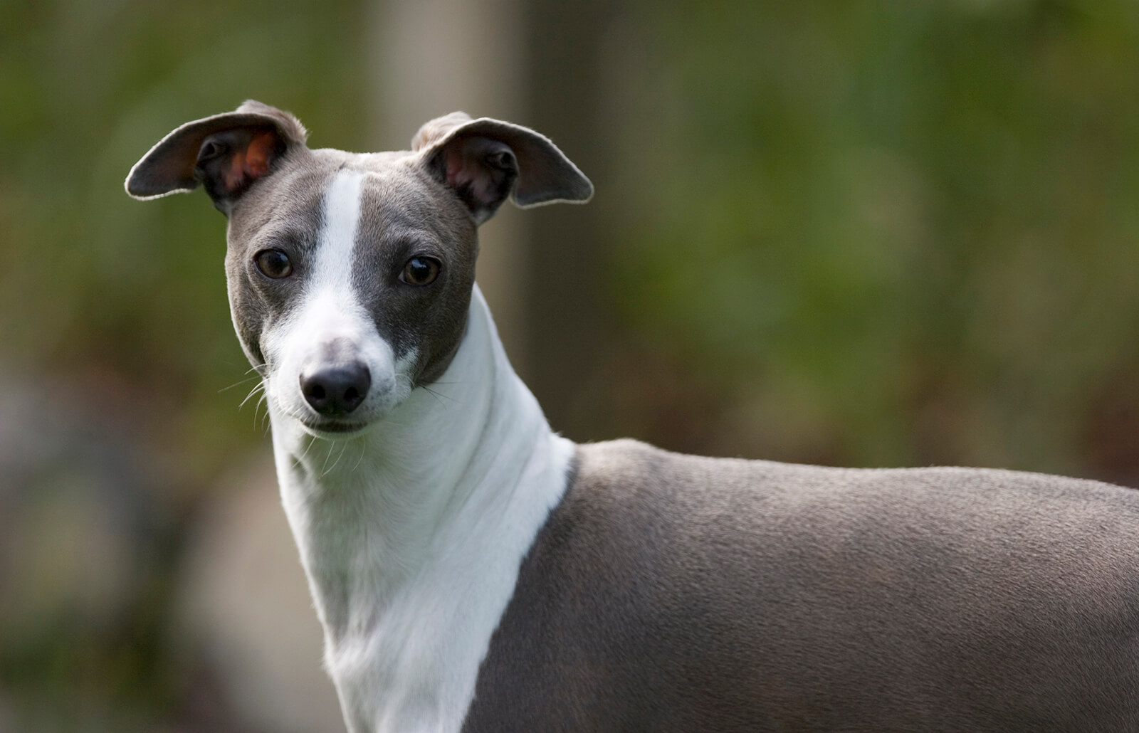 Italian Greyhound - Personality, Basic Trainability, Diet & Origin