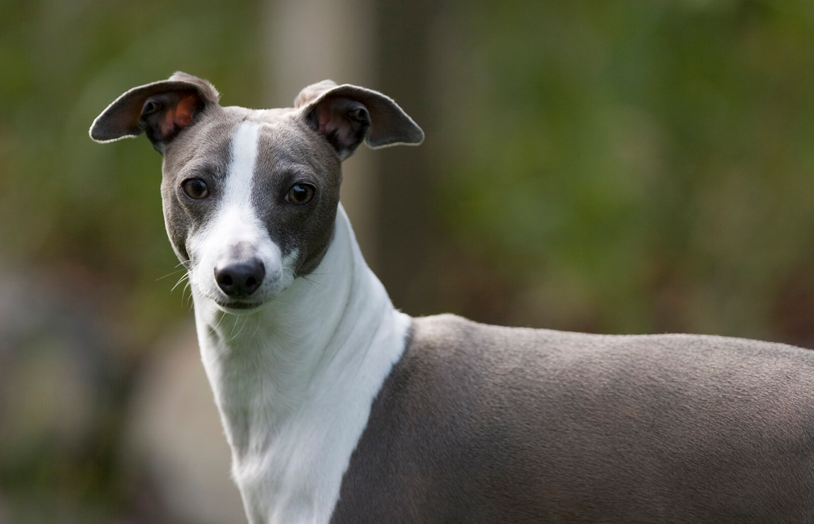 Italian Greyhound Personality Basic Trainability Diet Origin