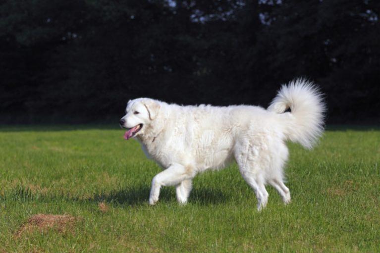 Hungarian Kuvasz Breed History Characteristics Best Guide Hungarian Kuvasz Breed History Characteristics Best Guide