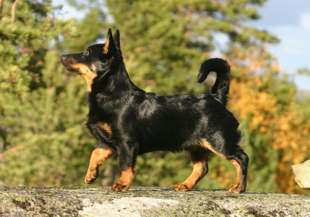 Lancashire Heeler History Characteristics Basic Health lancashire-heeler-history-characteristics-basic-health