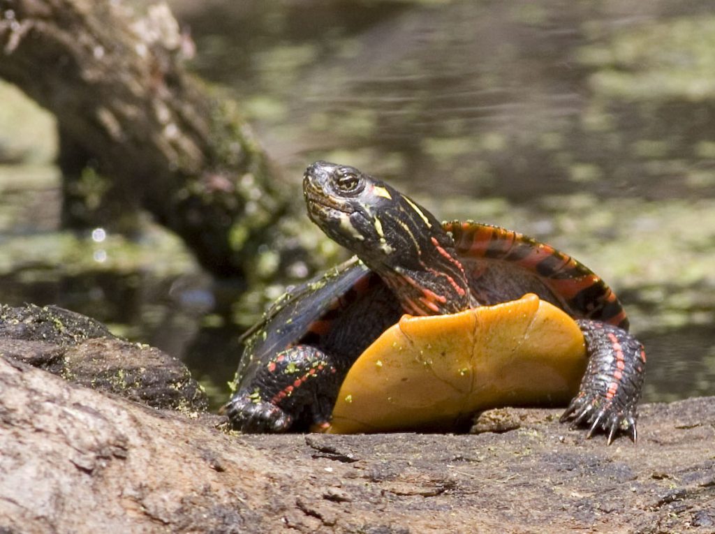 How To Identify Turtles ( Best Information And Guide )