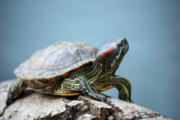 Complete Guide for Pet Turtles Including Information, Pictures-2020