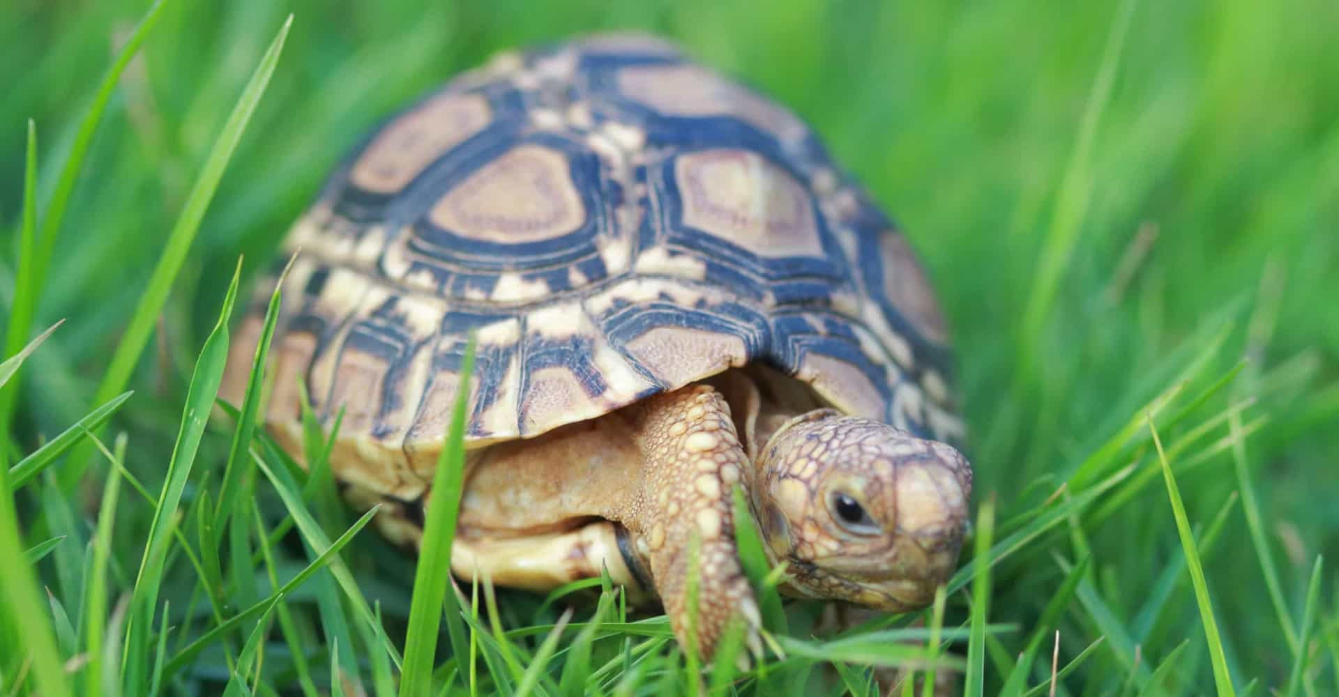 turtle as a pet