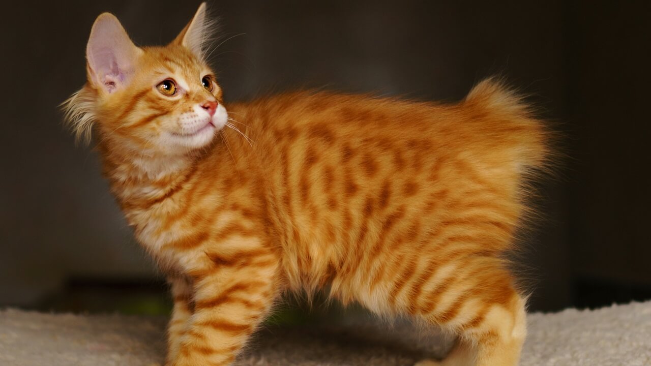 Orange american hot sale bobtail cat