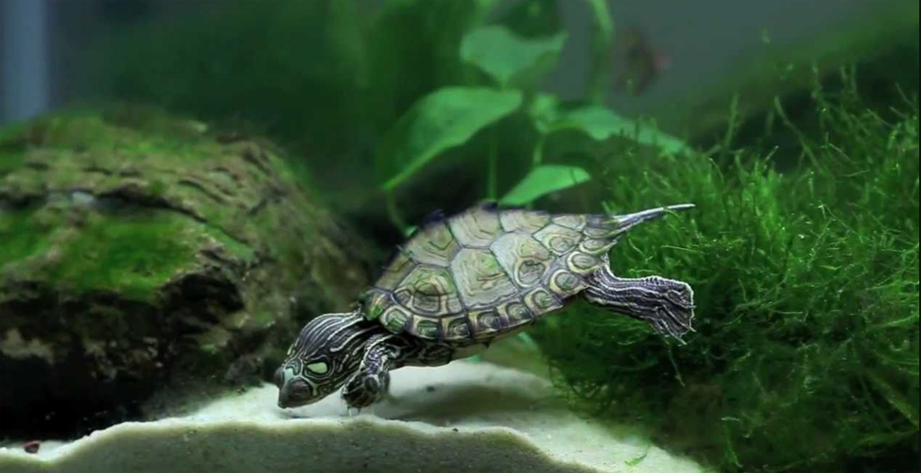 turtle-care