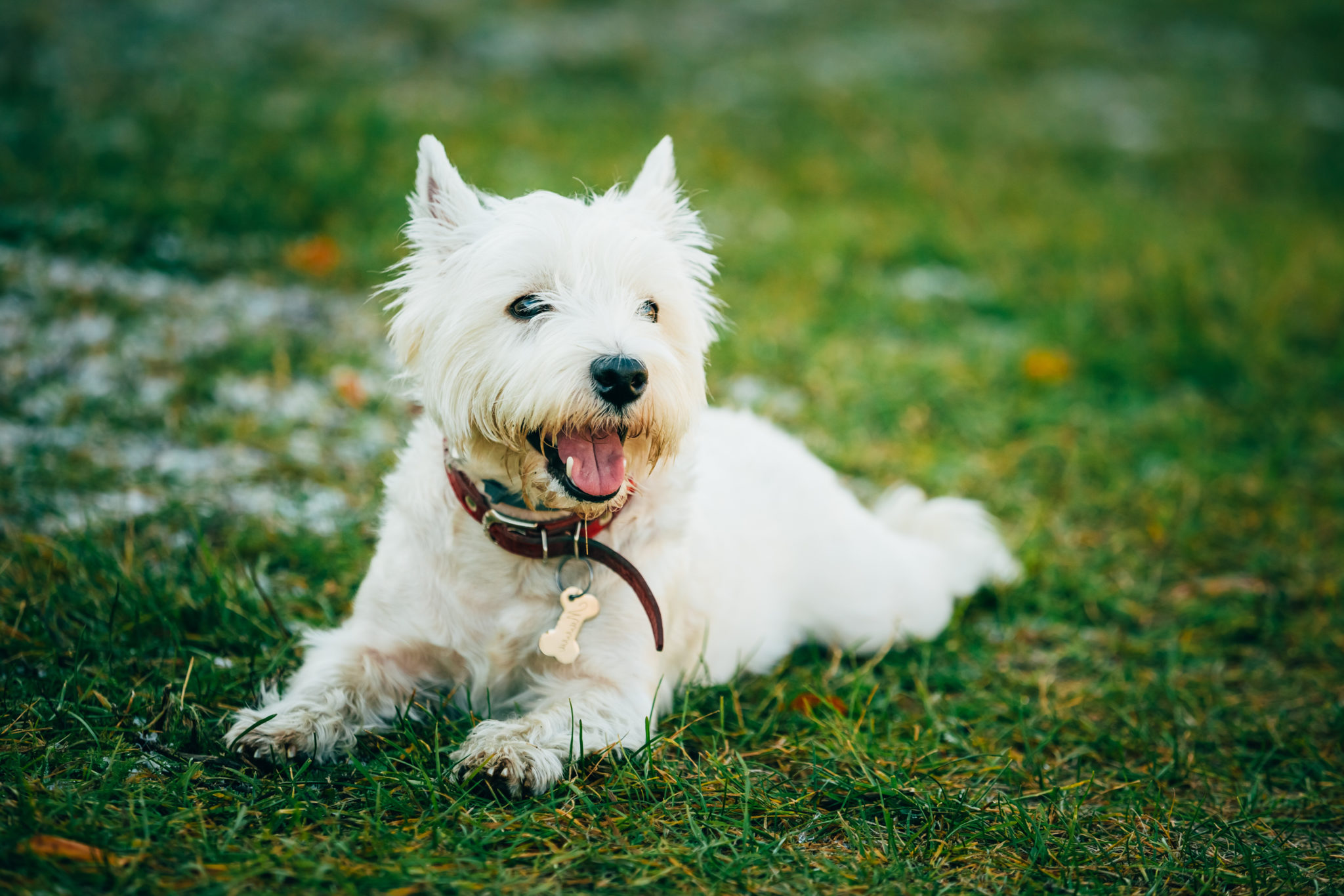 West Highland White Terrier 2 
