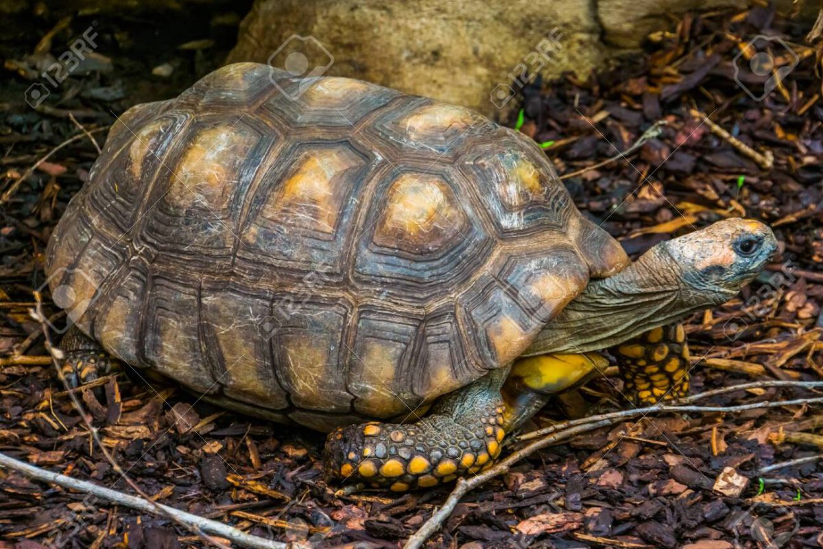 Yellow Footed Tortoise (Housing, Food, Breeding & More)