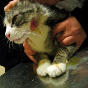 Cat Abscess | How to Treat Cat Abscesses at Home