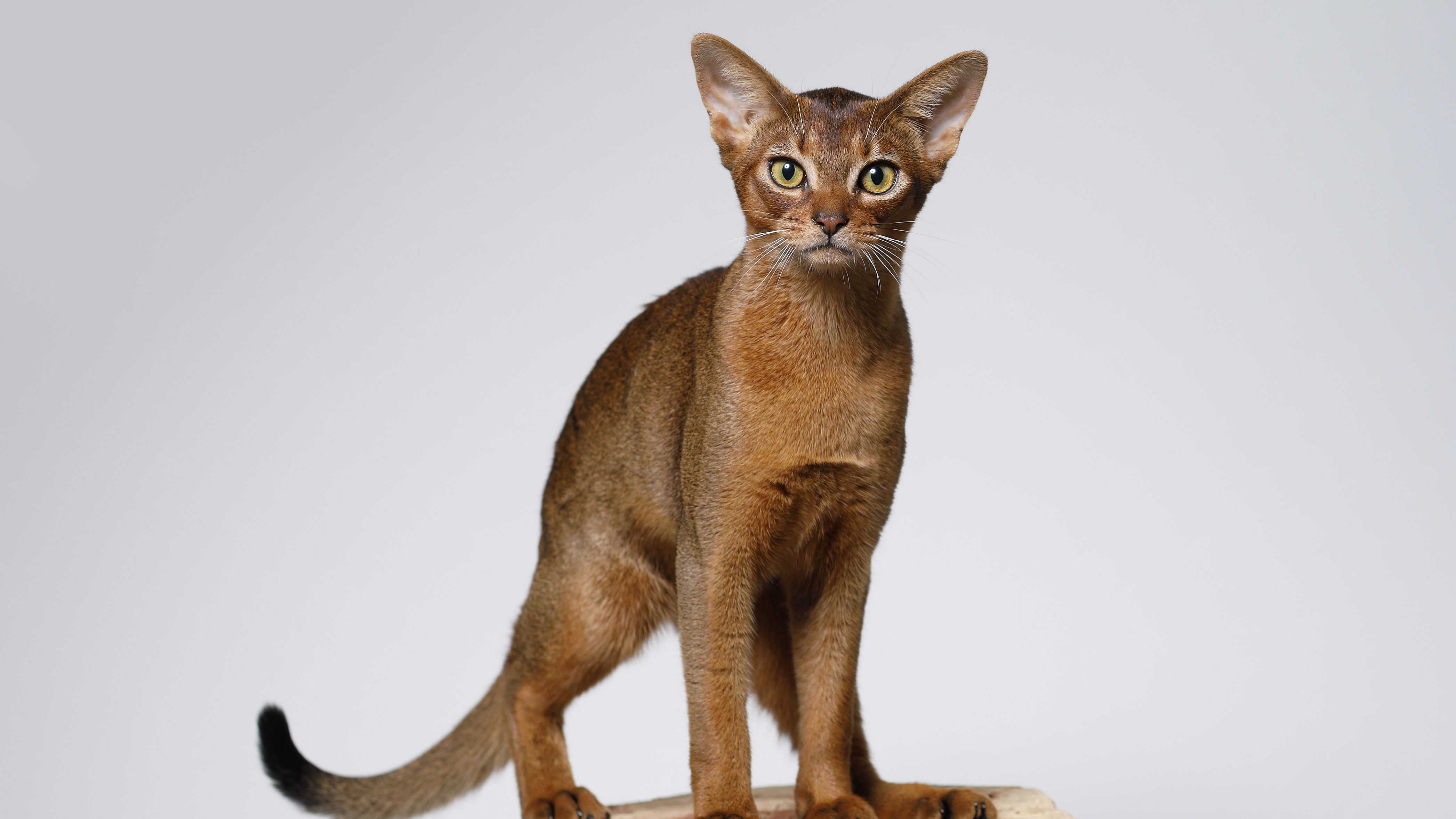 abyssinian-cat-breed