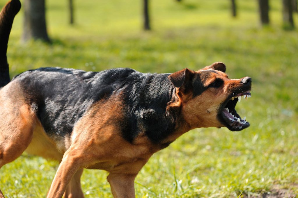 dominant dog behavior ( Signs of Dog Dominant Behaviours)