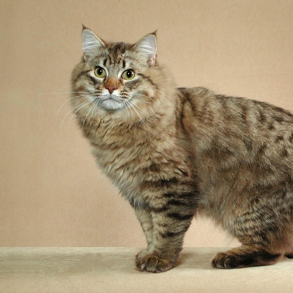 American Bobtail Cat Characteristics Temperament And Cat Care 3292