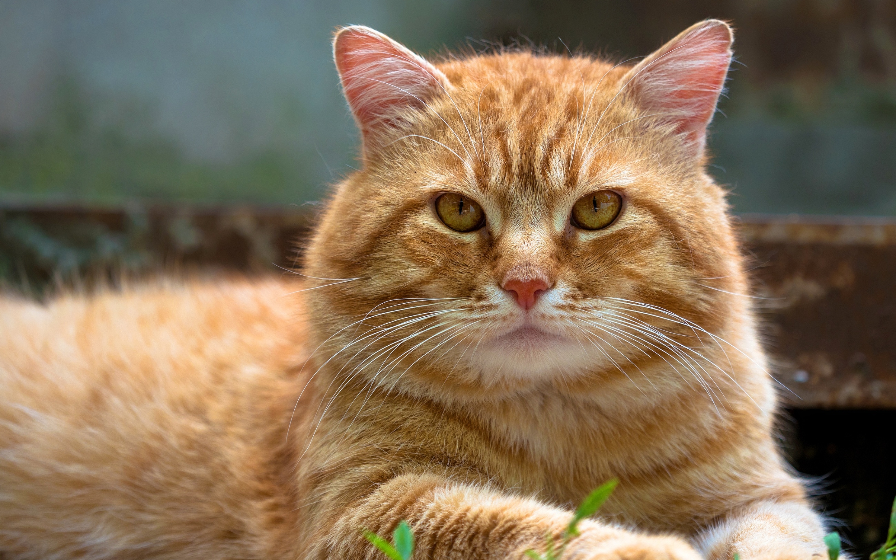 American Bobtail Cat Characteristics Temperament Cat Care