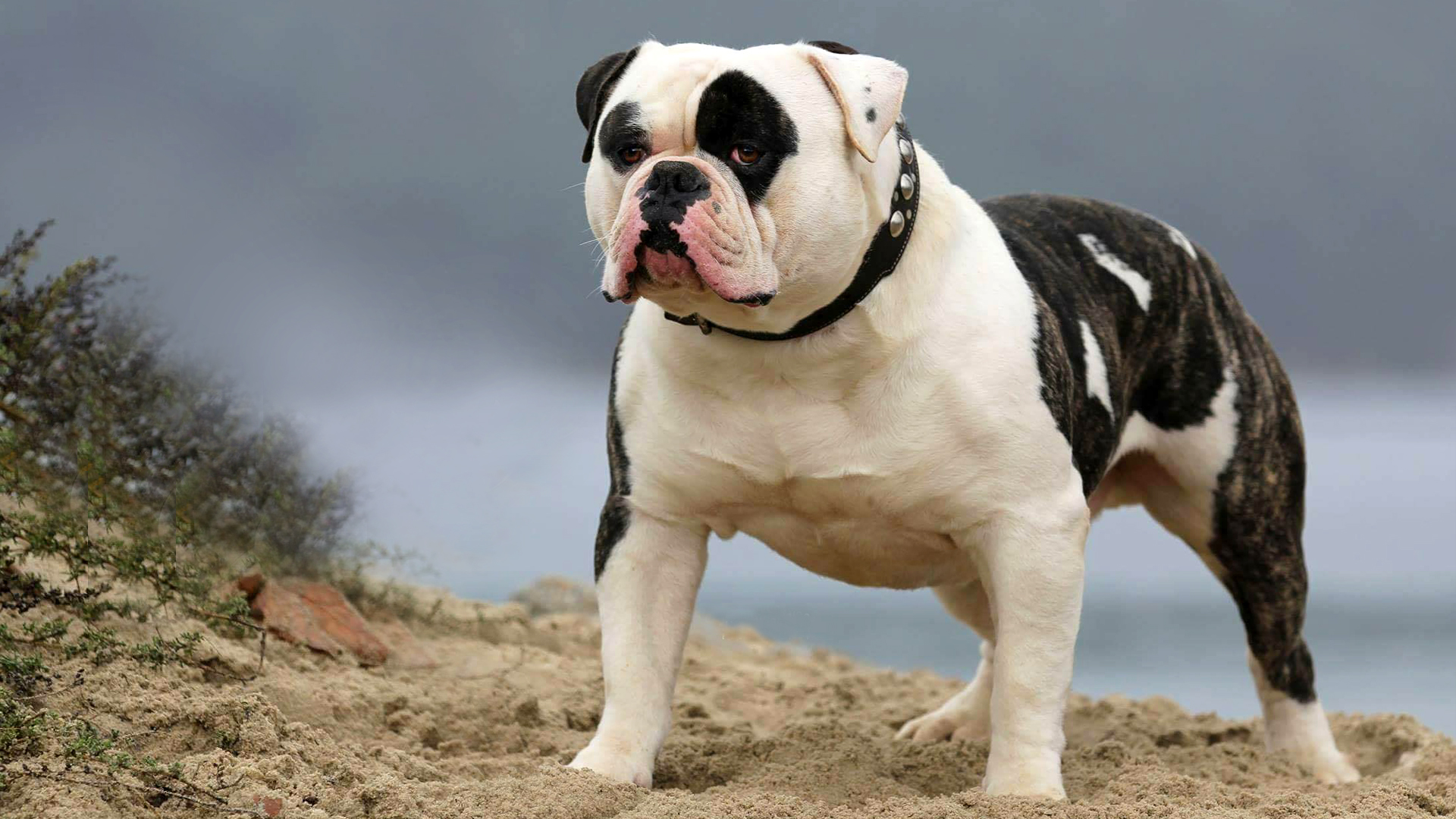 does the campeiro bulldog attack intruders