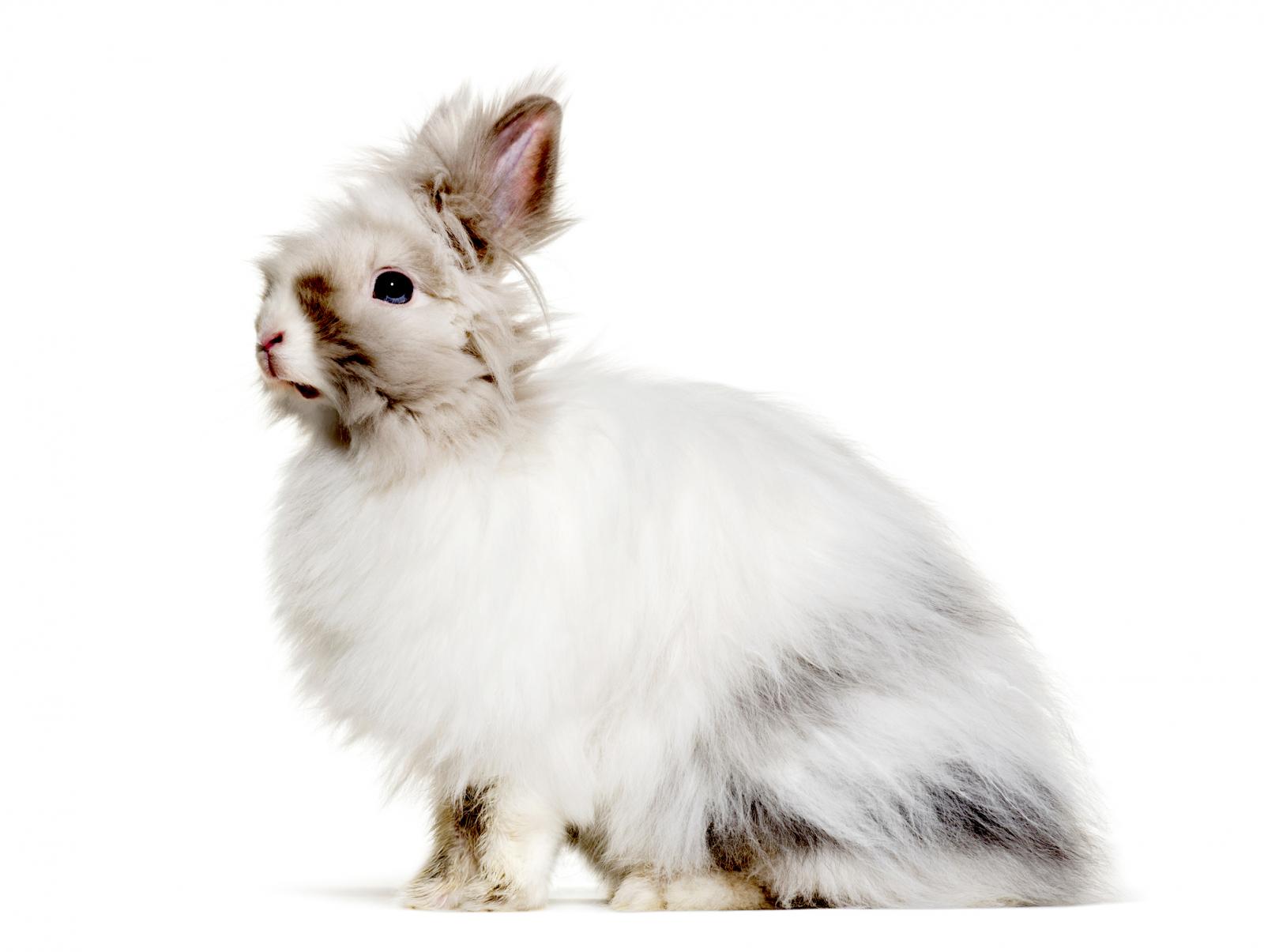 angora-rabbit