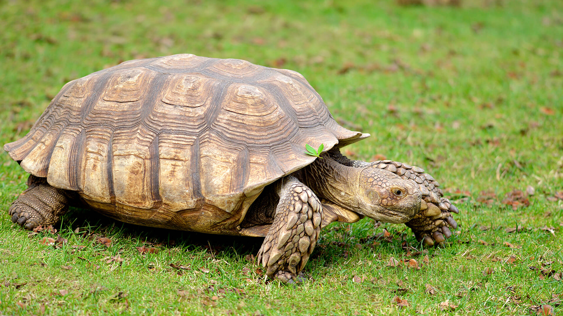 spur-thigh-tortoise
