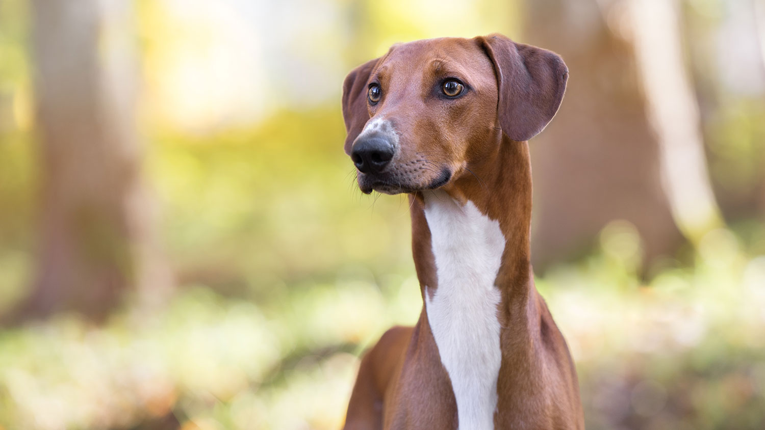 Azawakh Dog History Characteristics Personality More Azawakh Dog History Characteristics Personality More
