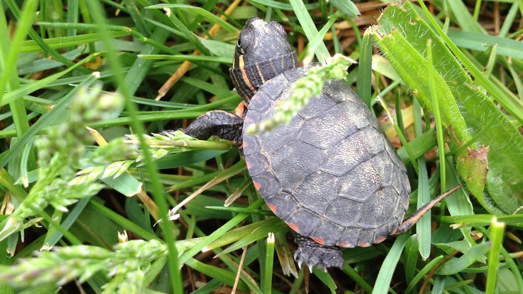 Types Of Water Turtles - Tamable Water Turtles (2020)