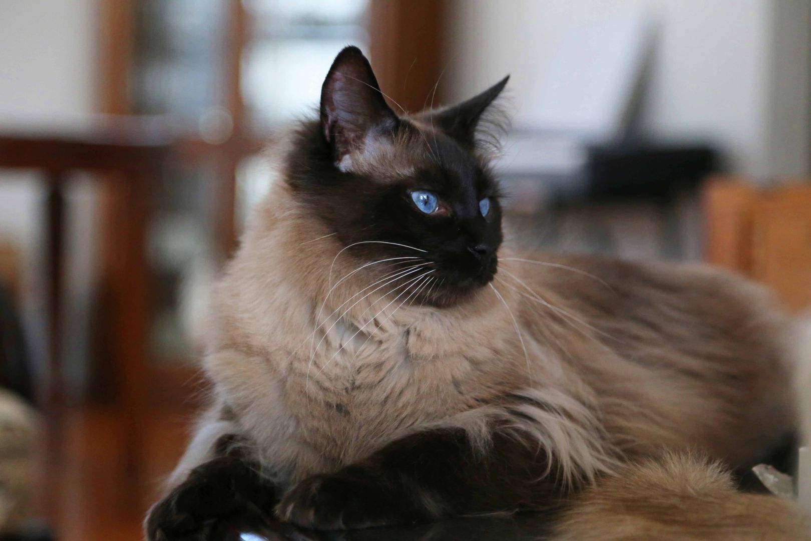  Balinese  Cat  Breed Characteristics Temperaments Care 