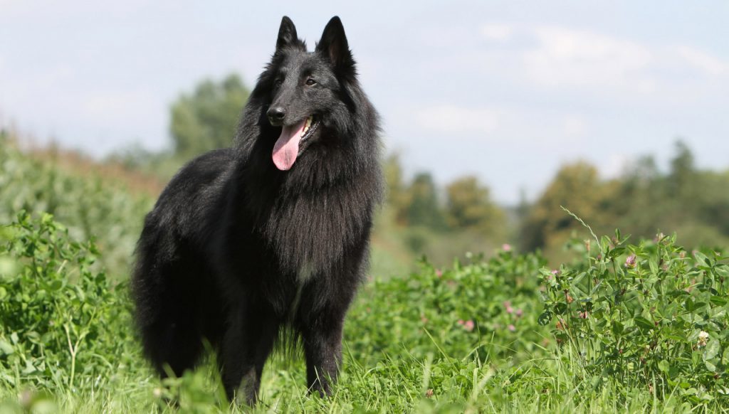 Belgian Shepherd Groenendael - Characteristics, Health & Facts