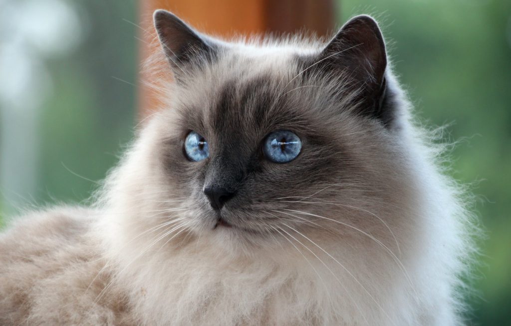 Birman Cat Breed (Characteristics, Temperaments, Cat Care)