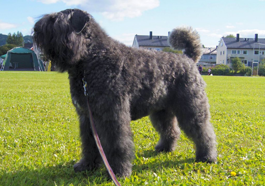 Bouvier Des Flandres - Information, Health & Characteristics