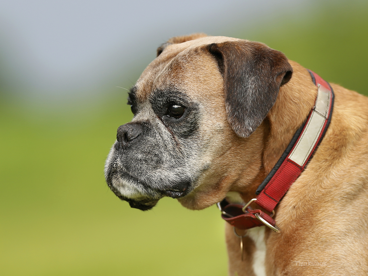 bull dog boxer