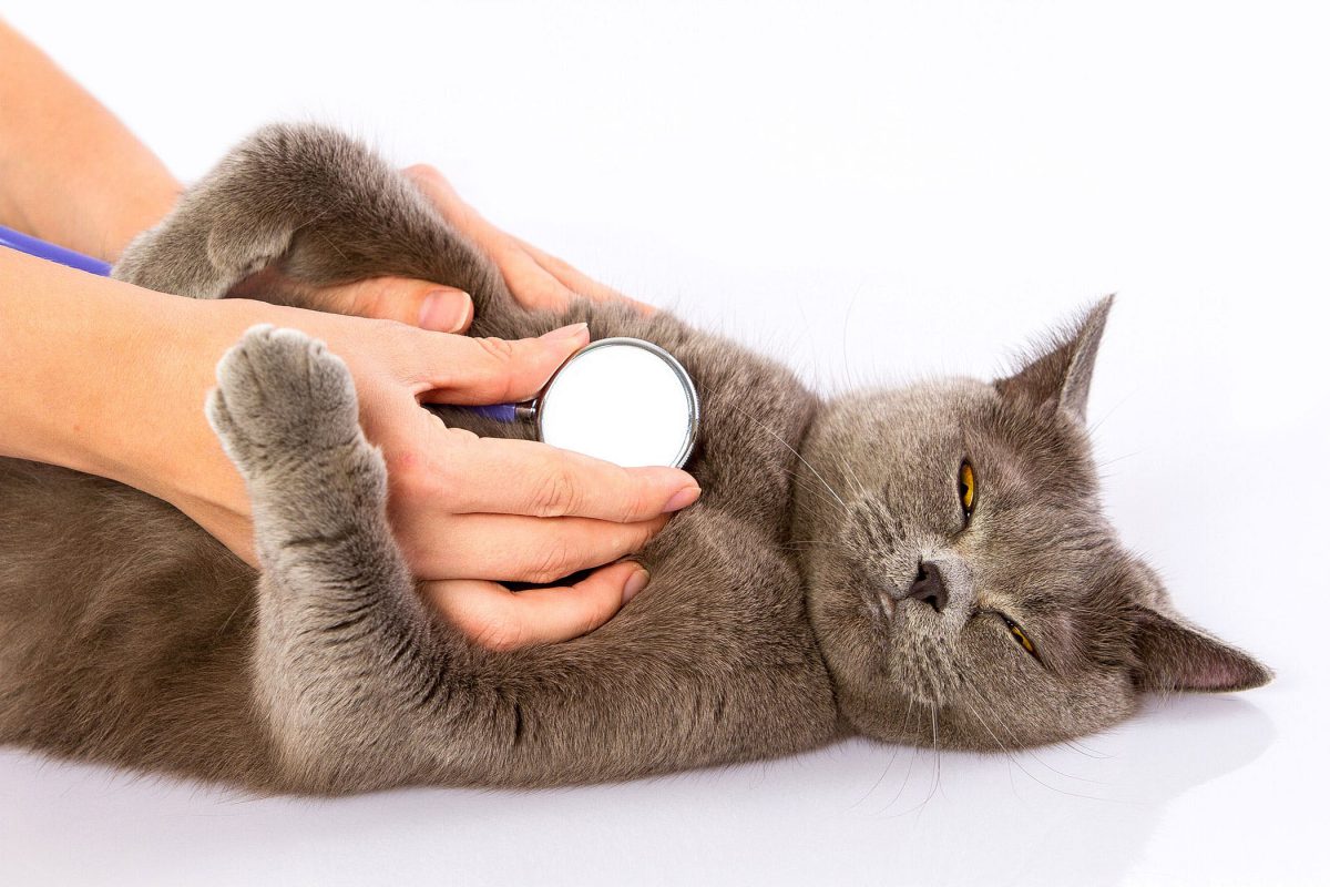 Cat Shortness Of Breath How To Treat Breathing In Cats 2020