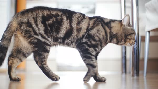 british-shorthair-cat-breed