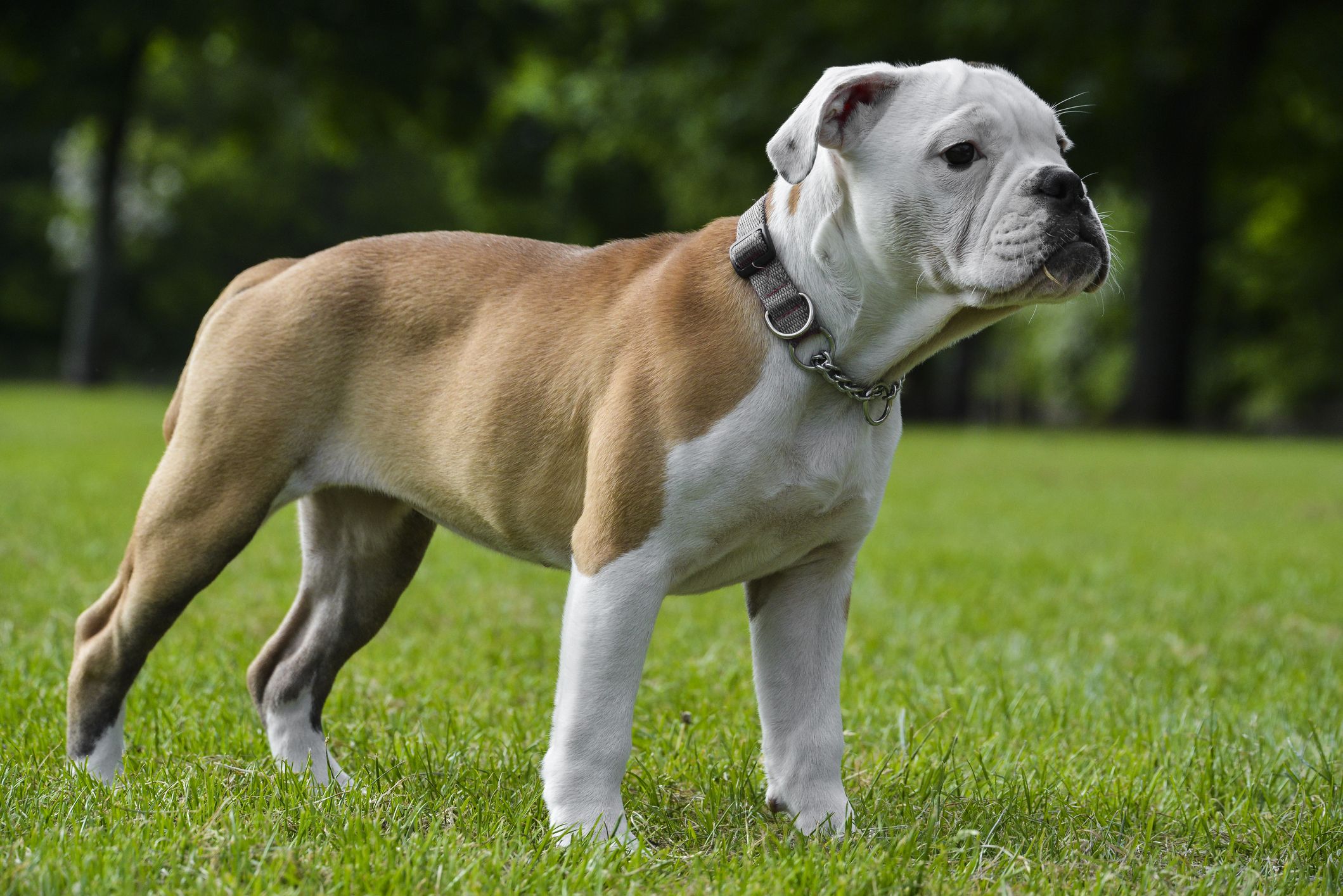 unique english bulldog names