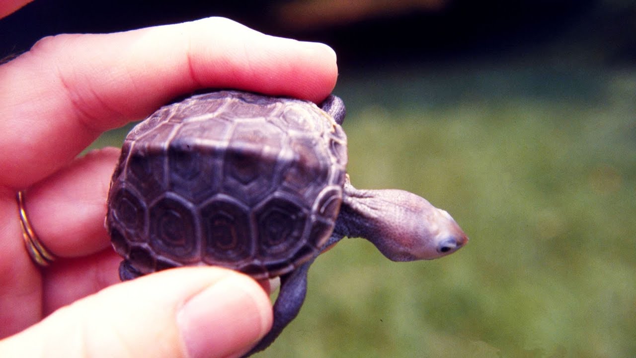 caring-turtle-info