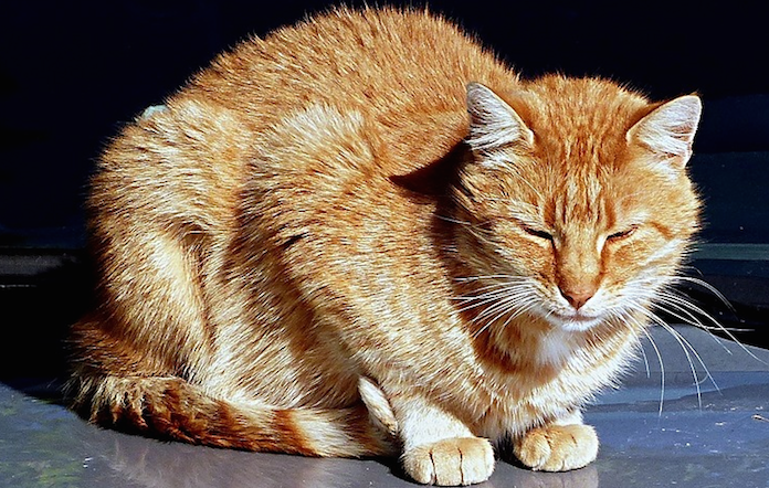 Cat Abdominal Pain How To Take Care Of Your Cat 2020 